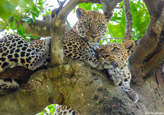 Serengeti-Two Leopards