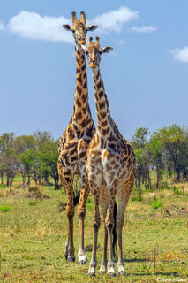 Serengeti-Two Giraffes