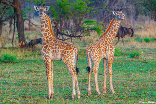 Serengeti-Two Young Giraffes