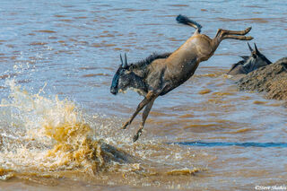Serengeti-Wildebeest Acrobat