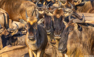 Serengeti-Wildebeest Calf