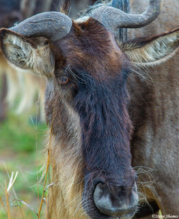 Serengeti-Wildebeest Close Up