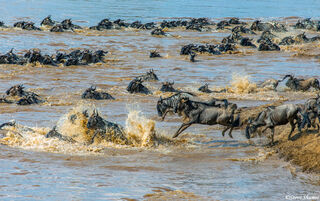 Serengeti-Wildebeest Jumping in Mara