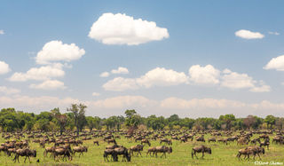 Serengeti-Wildebeest Under Big Sky