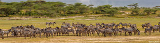 Serengeti Zebra Panorama