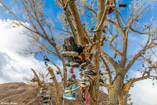 Shoe Tree Middlegate Nevada