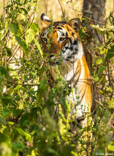 Shy Tiger in Bush