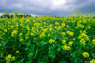 Silos in Wild Mustard