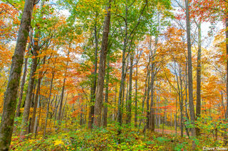 Smokey Mountains Fall Color