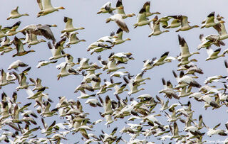 Snow Geese in Flight