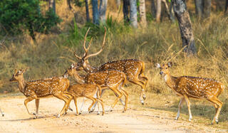 Spotted Deer Crossing Road