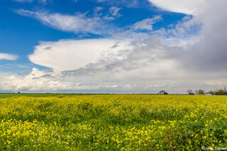 Springtime Sky