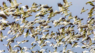 Springtime Snow Geese