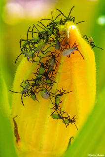 Squash Beetle Cluster