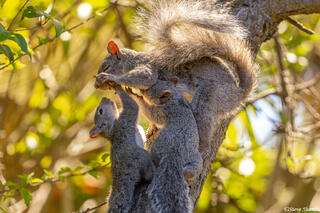 Squirrel Family