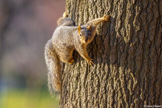 Squirrel in Tree