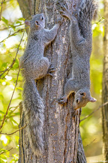 Squirrel Tree Highway