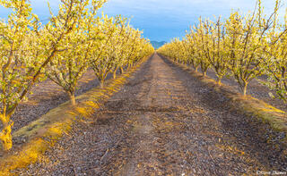 Sunrise Orchard