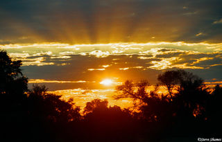 Sunset at Moremi in Botswana
