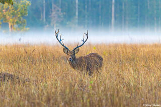 Swamp Deer in Mist