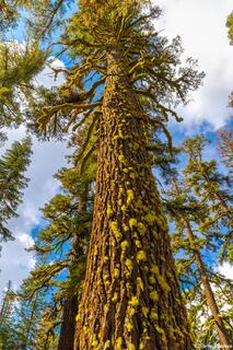 Tall Mossy Tree
