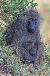 Tanzania-Baboon in the Rain