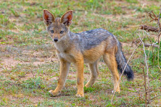 Tanzania-Black Backed Jackal Pup