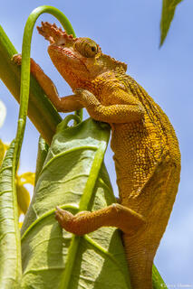 Tanzania-Chameleon