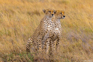 Tanzania-Cheetah Brothers
