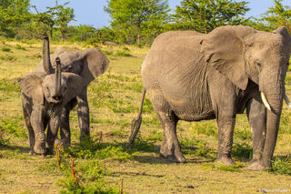 Tanzania-Elephants Trunks Up