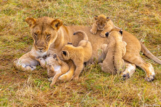 Tanzania-Four Lion Cubs