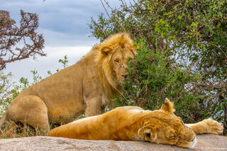 Tanzania-Honeymooning Lions