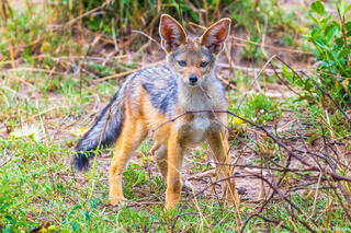 Tanzania-Jackal Pup