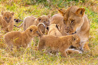 Tanzania-Lion Family Life