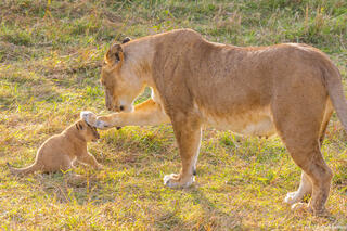 Tanzania-Lioness Scolding Cub