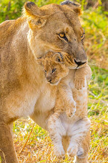 Tanzania-Mother Lion Carrying Cub