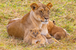 Tanzania-Mother Lion With Cubs