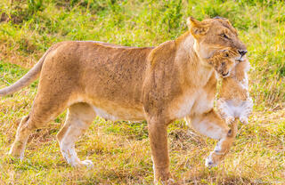 Tanzania-Moving Lion Cub