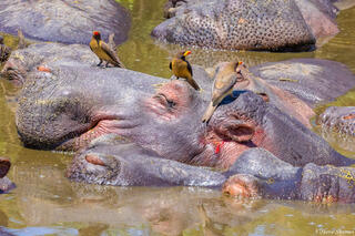 Tanzania-Oxpeckers on Hippos