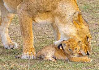 Tanzania-Picking Up Lion Cub