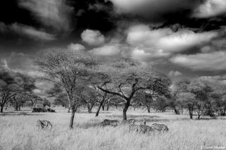 Tarangire-Black and White Scene