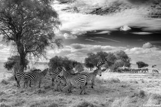 Tarangire-Black and White Zebra Scene