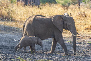 Tarangire-Elephant Mother