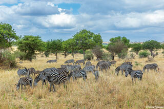 Tarangire-Field of Zebras