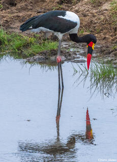 Tarangire-Saddle Billed Stork