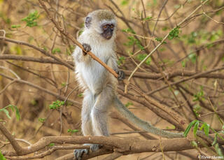 Tarangire-Vervet Standing
