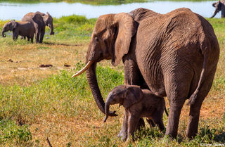 Tarangire Elephant Mother