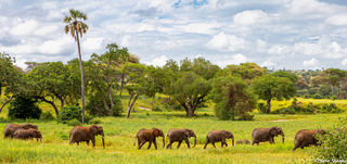 Tarangire Line of Elephants