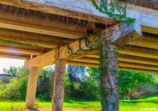 Texas Vines