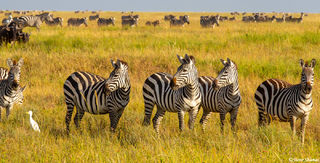 Three Zebras Looking
